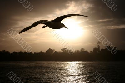 Sea gull at sunset