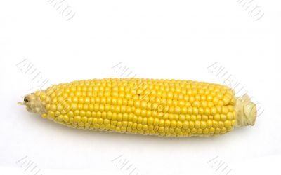 Corn Corn