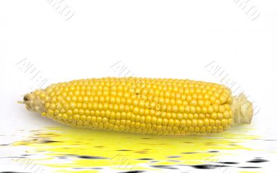 Corn Corn