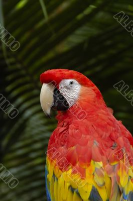 A Macaw