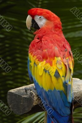 A Macaw