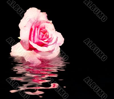 Pink Rose Pink Rose