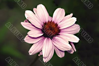 Pink Sunflower Pink Sunflower