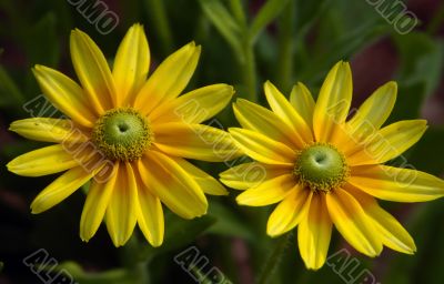 Two yellow Sunflower Two yellow Sunflower