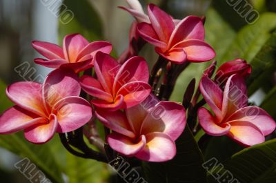 Red Plumeria