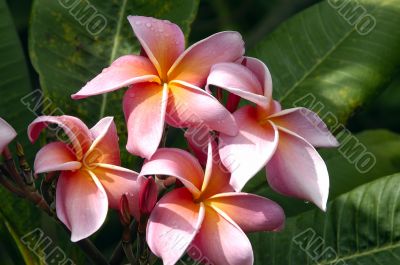 Red Plumeria