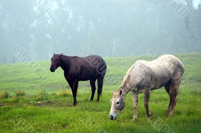 Gazing Horses