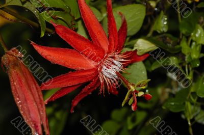 Another Tropical Flower