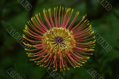 Protea Flower
