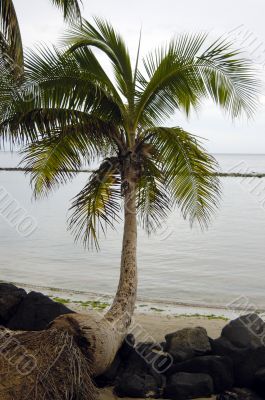 Cocunut tree on a beach Cocunut tree on a beach