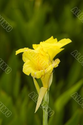 Yellow Tropical flower