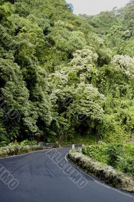 Tropical Highway