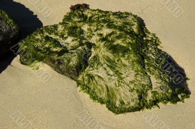 Algae
