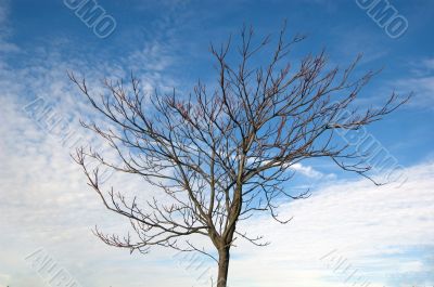 Barren Tree Barren Tree