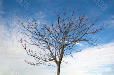 Barren Tree