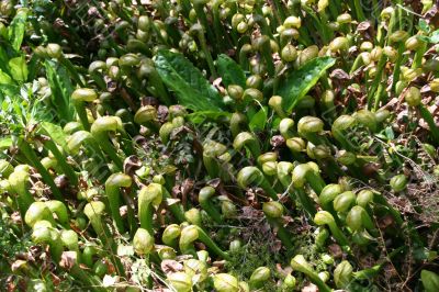 Pitcher plants Pitcher plants
