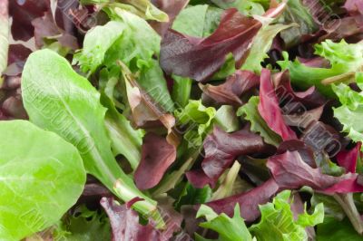 lettuce background lettuce background
