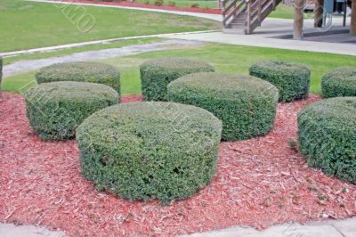 geometric shrubs