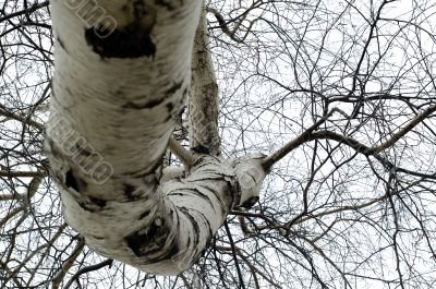 Twisted Tree