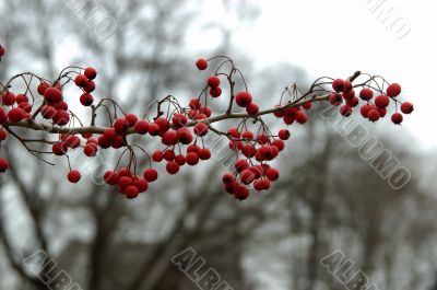Wild Berries Wild Berries