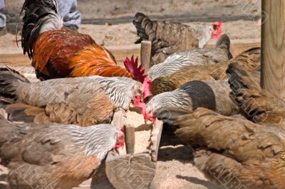 chickens at the trough