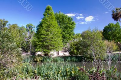 springtime greenery at the pond