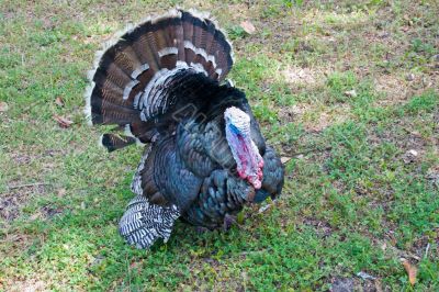 strutting turkey