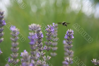 Bumblebee collecting pollen