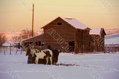 Horses and barn at sunset Horses and barn at sunset
