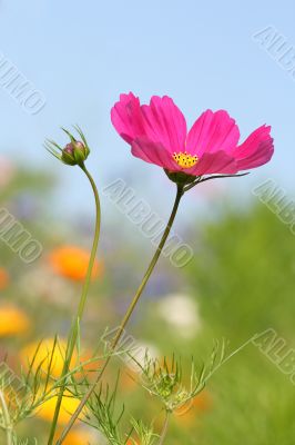 Magenta flower