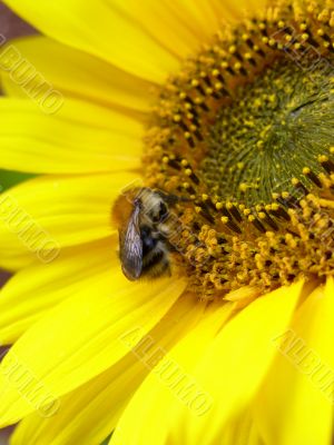 collecting pollen