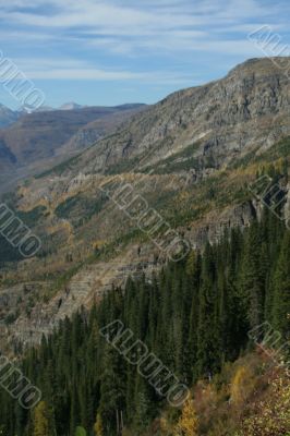 Spruce forest on steep mountain ridge