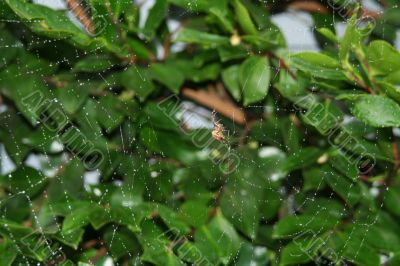 Spider repairing its web after rain