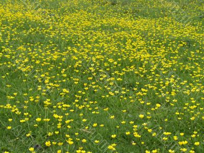 Buttercup Field