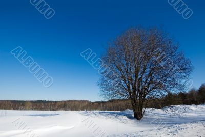 winter landscape