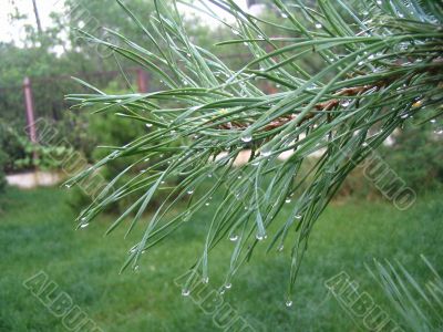 dew drops on the green pine tree