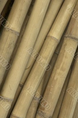 bamboo background