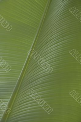 banana leaf
