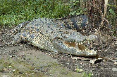 crocodile