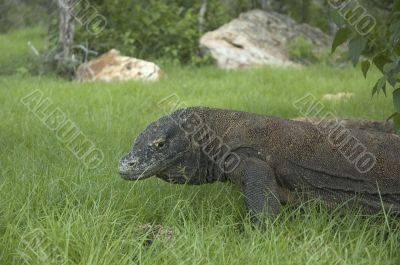 Komodo dragon