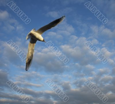 seagull over cloudy sky