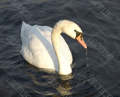 swan