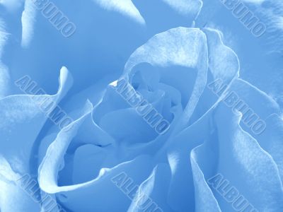 Blue rose