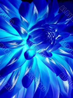 Blue flower