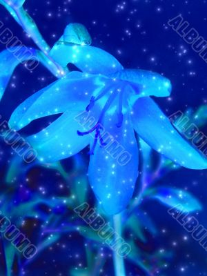 Blue flower and stars