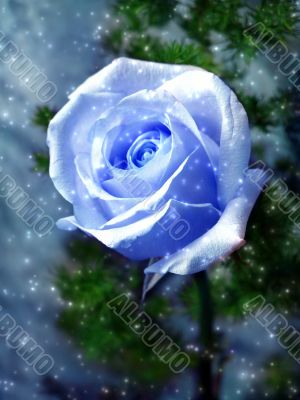 Blue rose and stars