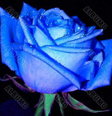 Blue rose with drop