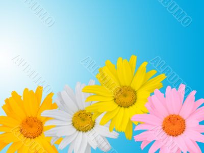 Multi-coloured camomiles on a blue background