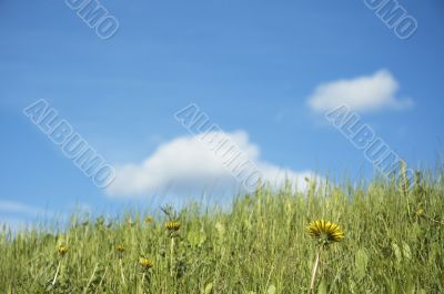 grass and flowers over blue sky - shallow focus