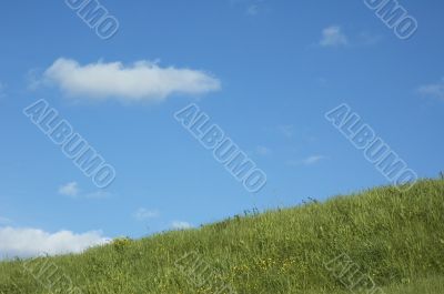 background of grass and blue sky